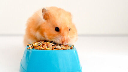 A hamster and a plate of vegetables and fruit.