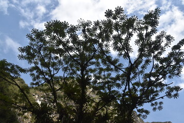 The lush and green cloud forests of Peru in the Sacred Urubamba Valley