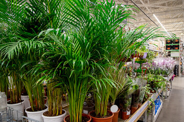 Fototapeta premium View of tall potted houseplants in a garden shop. The store sells various green plants. Planting of green spaces and seedlings