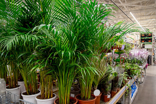 View Of Tall Potted Houseplants In A Garden Shop. The Store Sells Various Green Plants. Planting Of Green Spaces And Seedlings