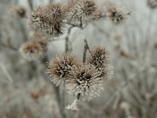 frosted burdock greater (Arctium lappa)