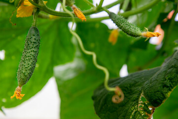 The growth and flowering of green greenhouse cucumbers hanging on a branch against a background of large leaves. Close-up, selective focus.