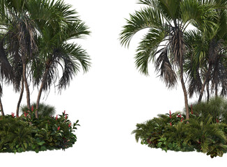 Tropical plants on a white background