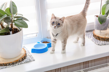 Beautiful cat with bowl. Cute pet. Hungry cat