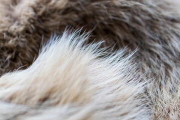 close up of fur
