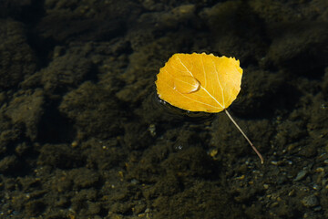 Yellow aspen leaf in water with rain drop on its surface. Abstract natural seasonal background. Autumn season symbol
