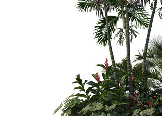 Tropical plants on a white background