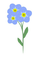 Single forget-me-not flower