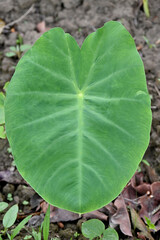 closeup the ripe green arabic leaf with plant growing in the farm soft focus natural green brown background.