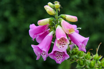 Closeup view of pink Foxglove flowers in a green blurred background