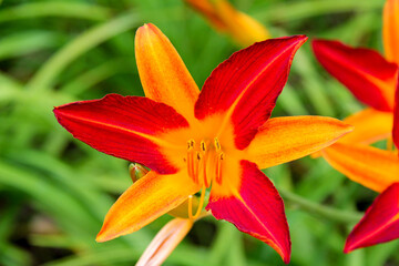 Beautiful bright orange red garden lily flower in closeup on a green blurred background.