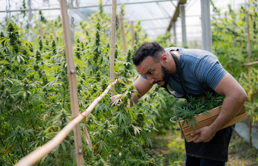 Farmers are pruning or cutting cannabis shoots in greenhouse farms.
