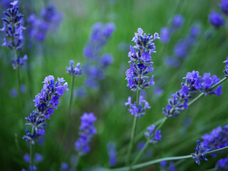 Lavender purple flowers in a summer breeze 