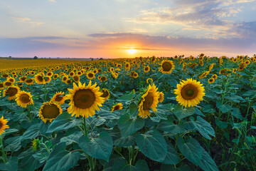 Field of blooming sunflowers. Nature