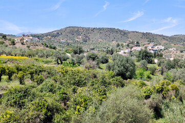 Olive trees in Andalusia