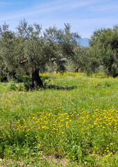 Olive trees in Andalusia