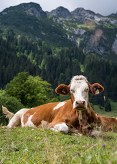 Fototapeta na wymiar Cows in Hinterthal, Maria Alm, Austria