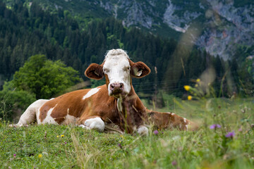 Cows in Hinterthal, Maria Alm, Austria