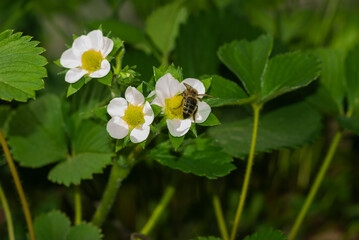 Image of flowers of strawberry