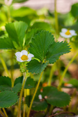 Image of flowers of strawberry