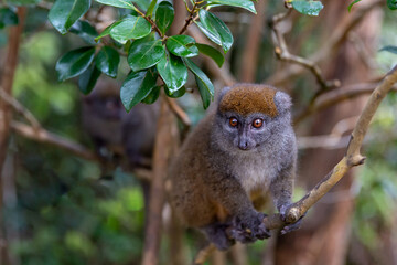 The gray lemur sits on a tree branch. Madagascar