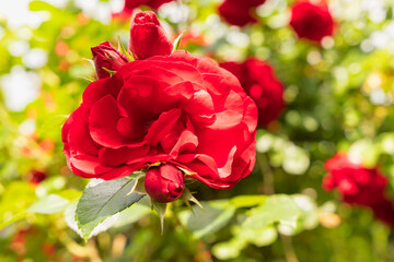 Large bud of red rose in the garden