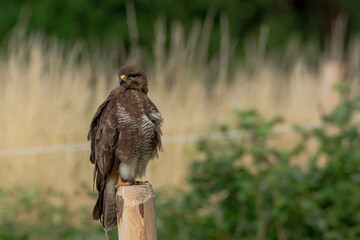 Bussard 