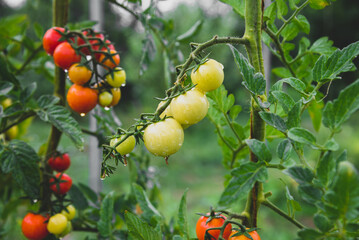 Tomato branch with small tomatoes growing, bunch of green tomato