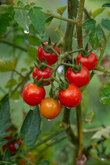 Tomato branch with small red tomatoes growing