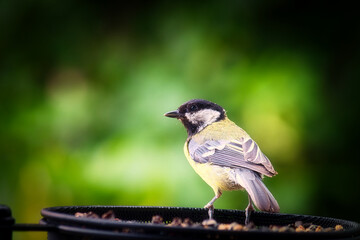 Kohlmeise - Futter - Wildlife - Great Tit - Songbird - High quality photo