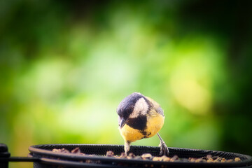 Kohlmeise - Futter - Wildlife