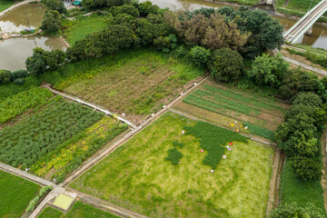 Top view of rice field in Hong Kong Sheung Shui