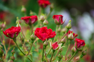 Bush of a small border red rose. High quality photo
