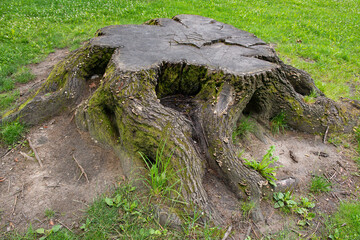 Fototapeta premium big old tree stump after dead tree