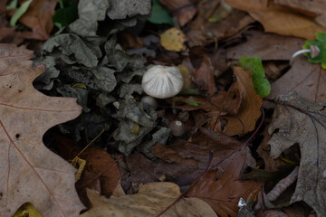 mushrooms on the ground