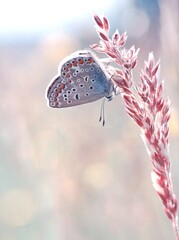 Motyl Modraszek, pastelowe kolory © Iwona