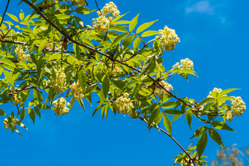 Russia. Kronstadt. May 27, 2022. White flowers bloomed on the elder bushes.