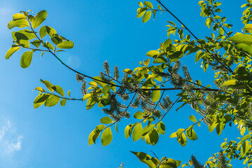 Russia. Kronstadt. May 27, 2022. New young shoots appeared on the willows.