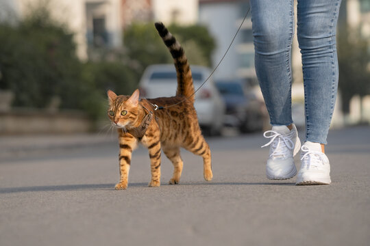Domestic cat and its owner are walking together along the city street.