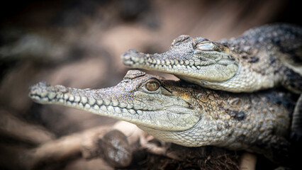 Zwei junge Alligatoren