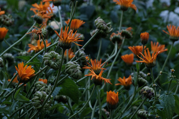 Bright summer background with growing flowers calendula. Calendula on the sunny summer day