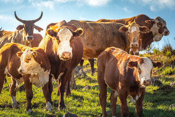 Cows grazing in Rio Grande do Sul pampa, Brazil, border with Uruguay