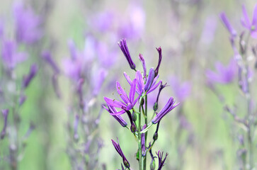 Closeup of a purple flower in a field of violet flowers blurred in the background.