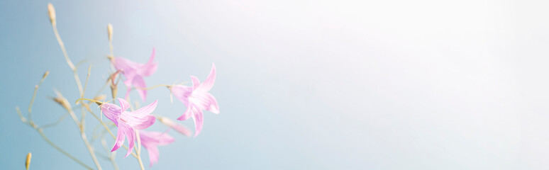 purple flower bells on blue background with light. minimal floral and nature style, selective focus, holiday card concept. copy space banner