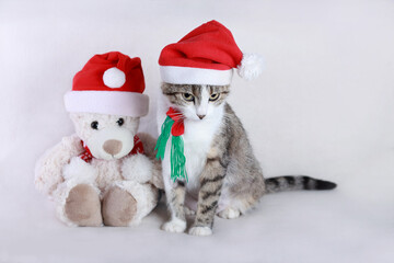 Cat in a Santa Claus hat sits next to a teddy bear in a Santa Claus hat. Christmas Cat on a white background. New Year's card with a little Kitten. Happy New Year. Winter. 2023. Merry Christmas