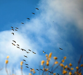 birds in the sky