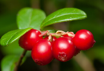 Nature of Europe - cowberry
