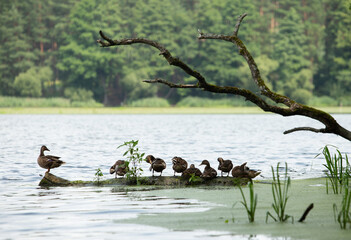 Family of ducks is resting