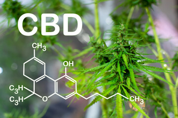 CBD is considered a useful substance for medicine and business. It is found in the hemp plant.