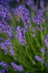 Lavender blooms